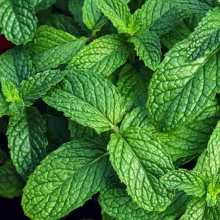 Krém na nohy Cool Menthol AROMA 75 ml